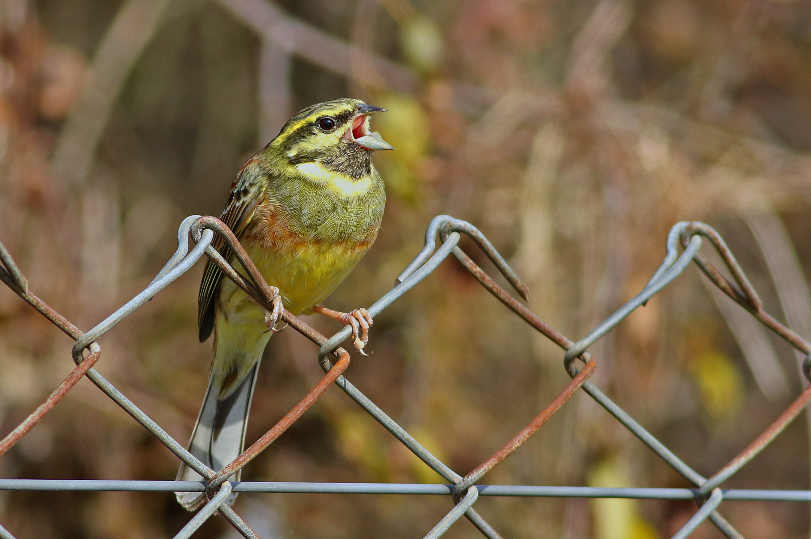 Cirl Bunting